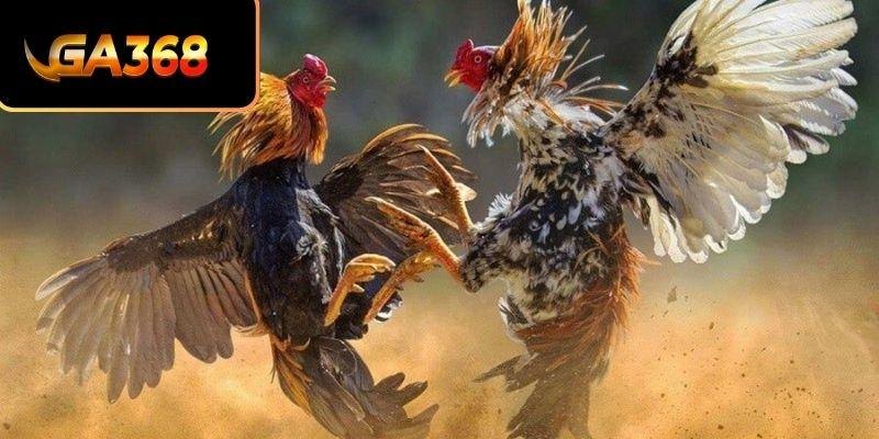 Trải nghiệm giải trí cá cược ga368 có gì thú vị